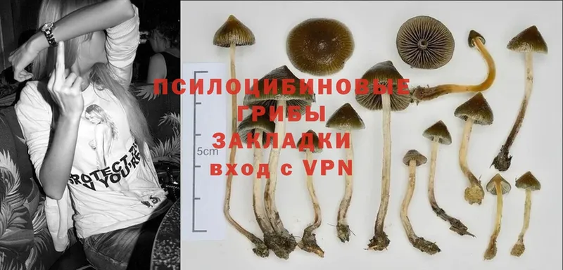 Псилоцибиновые грибы Cubensis  Горнозаводск 